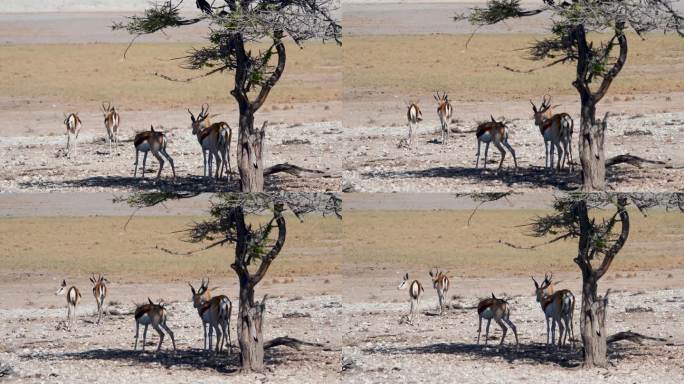 保护区的一群非洲羚羊躲在树荫下避暑