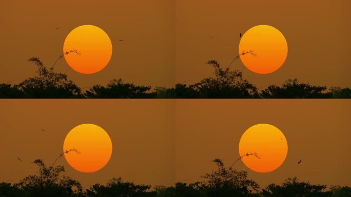 橘黄色的大太阳在森林上空飞翔的鸟儿剪影。从孟加拉国拍摄