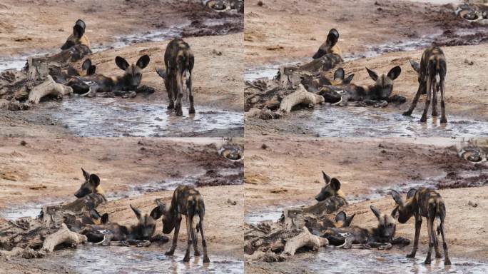 瘦骨嶙峋的非洲野狗走向躺在泥里的人群。-特写镜头