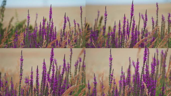 在视差视频中，五颜六色的盛开的紫色花朵和绿色枯萎的杂草和草。