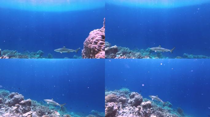 黑鳍礁鲨游过珊瑚礁