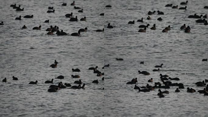 白骨顶鸡野鸭子在湖中游水觅食嬉戏戏水