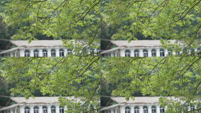 夏天 森林 空镜头 4k 竹林 竹叶