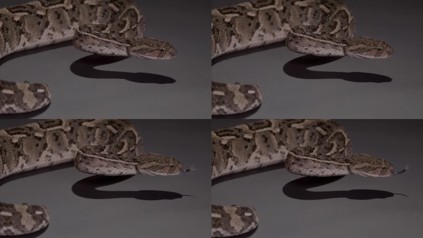 泡芙蝰蛇侧面轮廓蛇舌自然纪录片