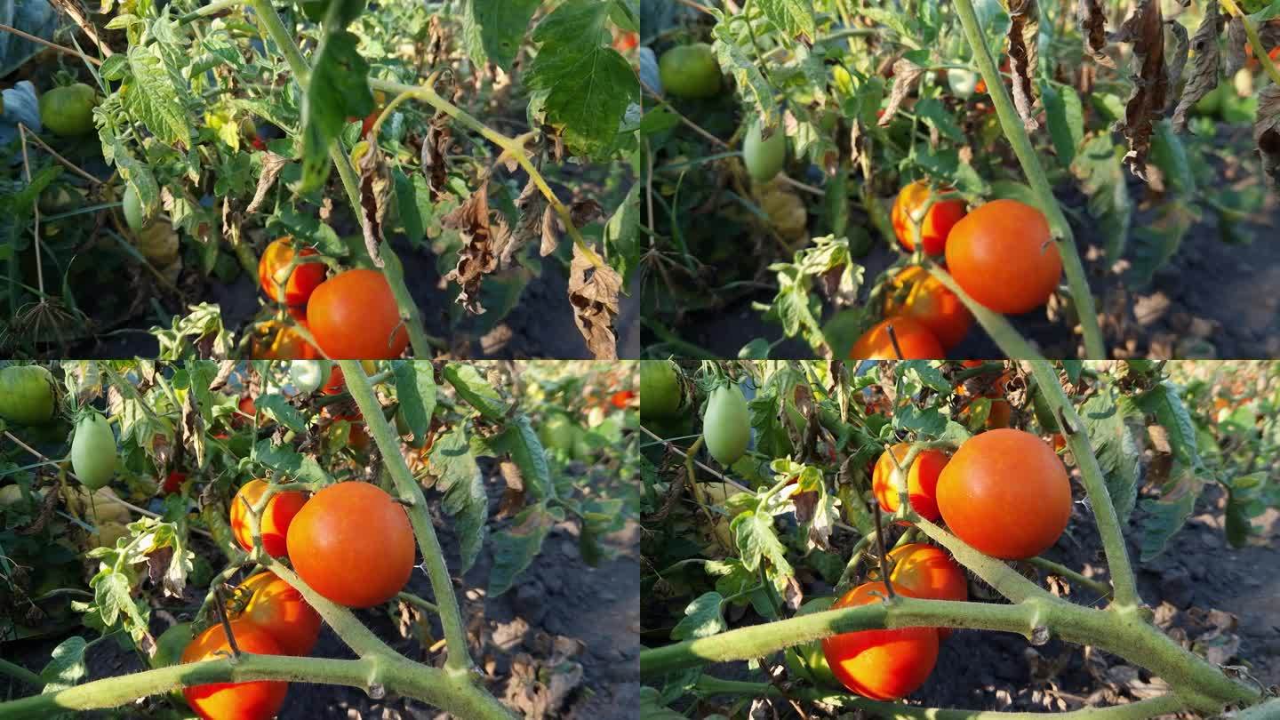 田地里的西红柿茎上有成熟的和未成熟的西红柿