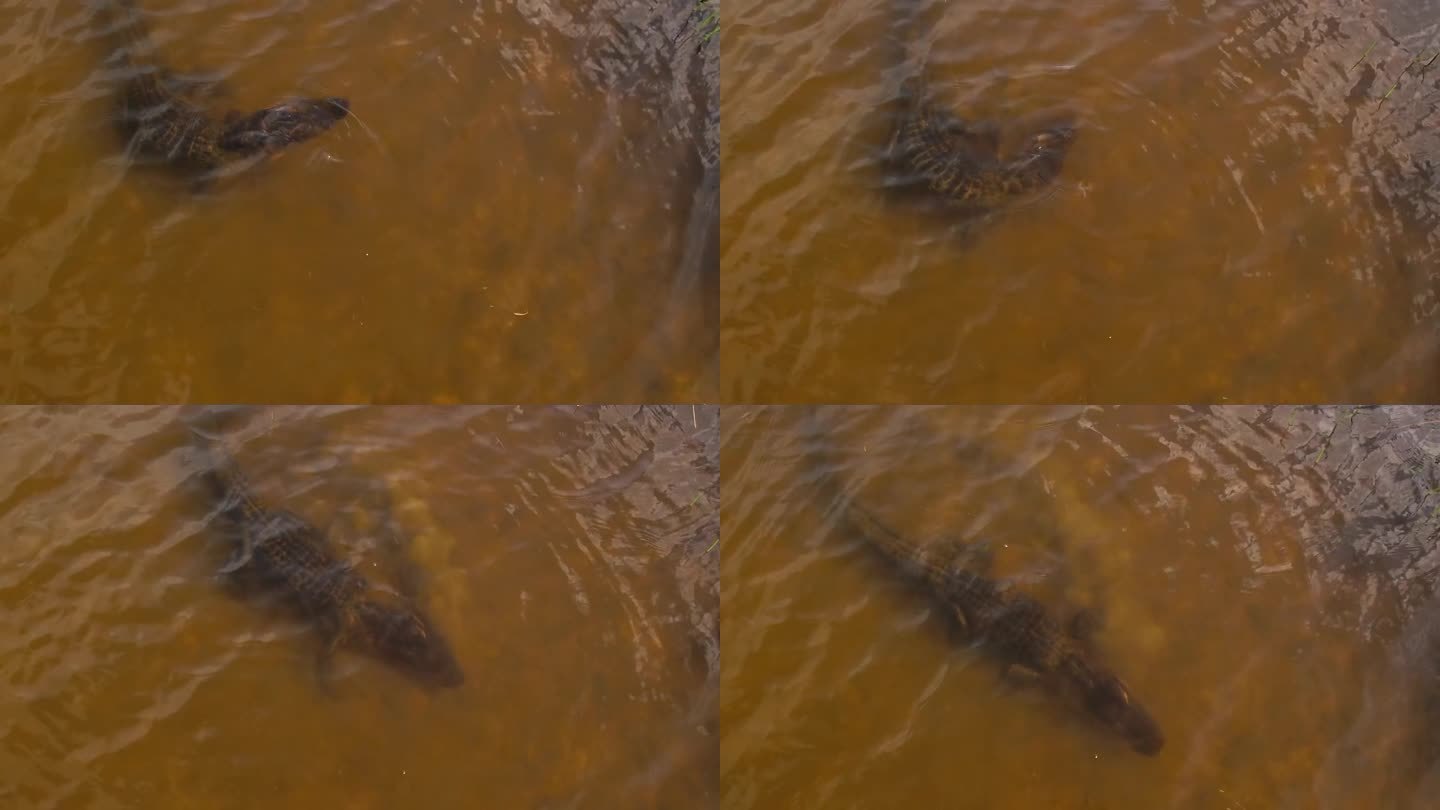 短吻鳄潜入水下挠头