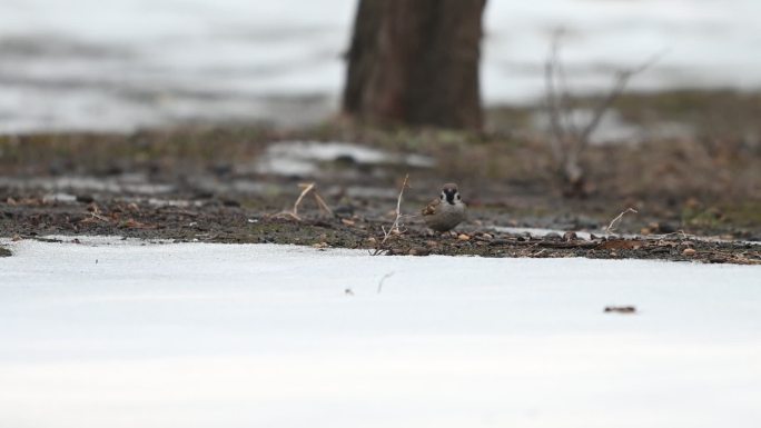 麻雀小鸟冬天在雪地觅食
