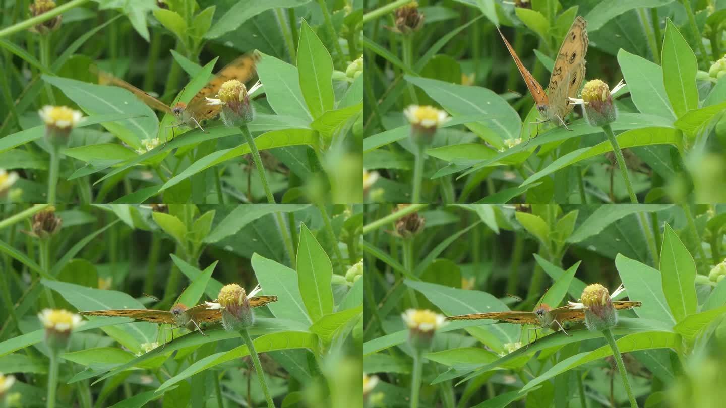 孔雀三色蝶栖息在绿叶上。