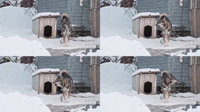 在下雪的冬天，灰色的狗被拴在链子上