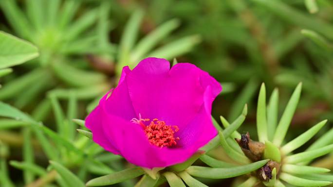 蜜蜂采花粉采蜜特写实拍