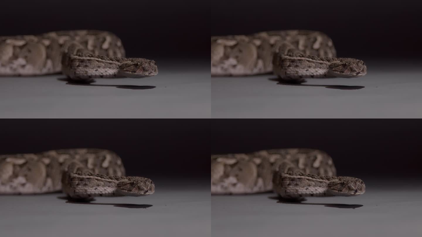 泡芙蝰蛇看着镜头慢动作舌头自然纪录片