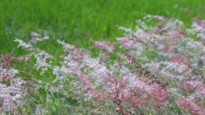 五颜六色的芦苇花