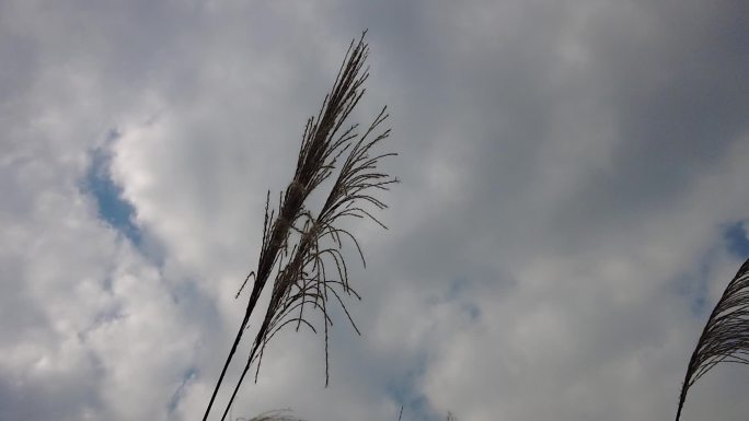 枯萎芦苇植物实拍