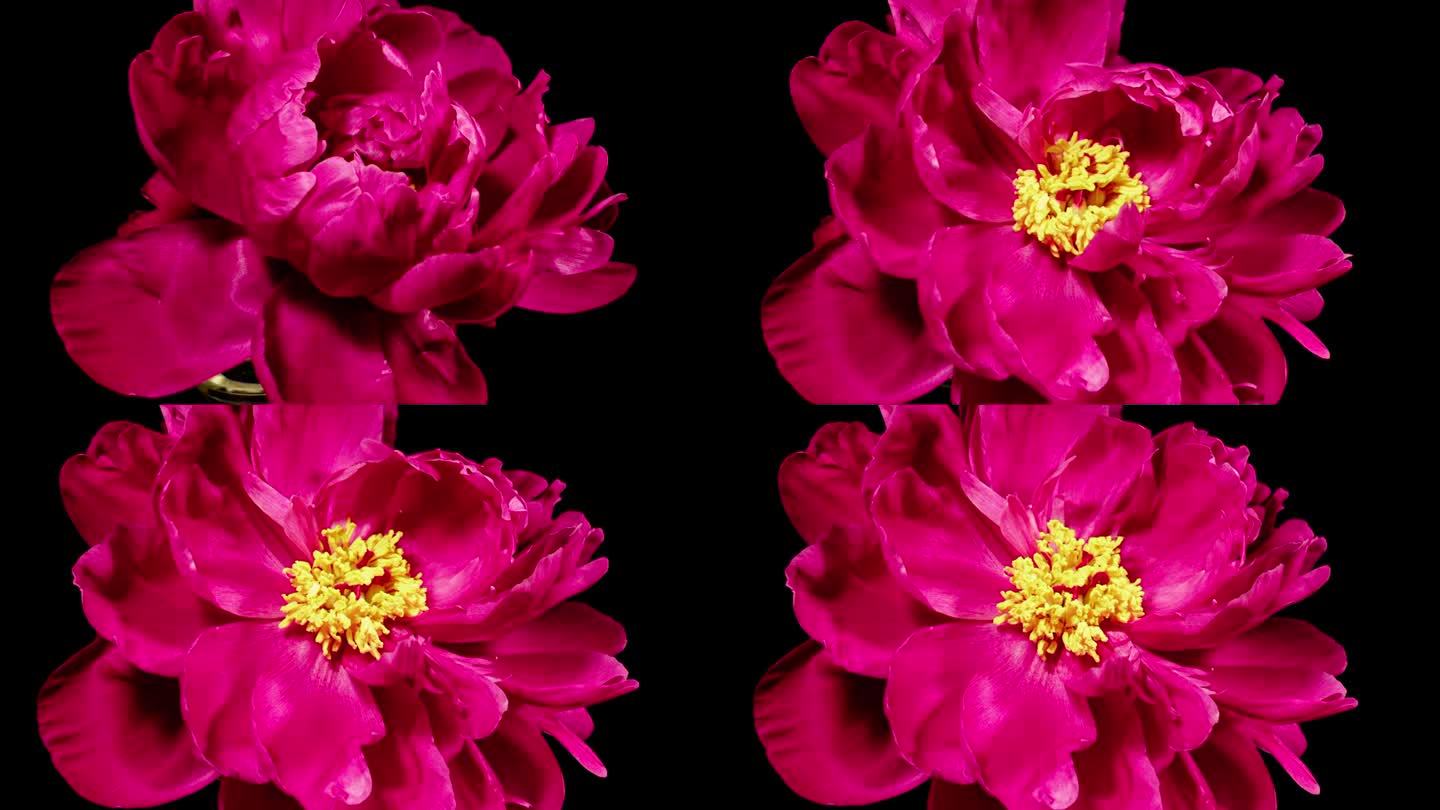 美丽的红色牡丹与黄色花蕊在黑色的背景。盛开的牡丹花在延时视频中开放。复活节，春天，情人节，节日概念。
