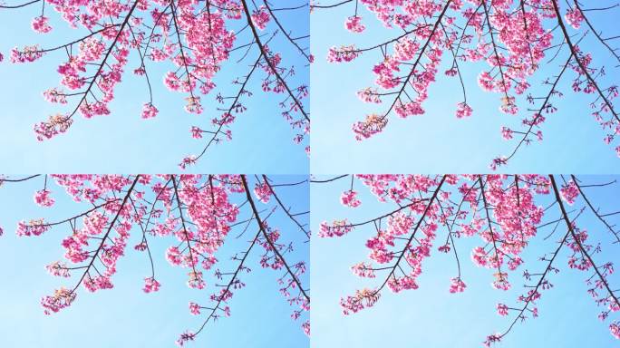 在春天，粉红的樱花树和晴朗的天空，大自然旅行的概念
