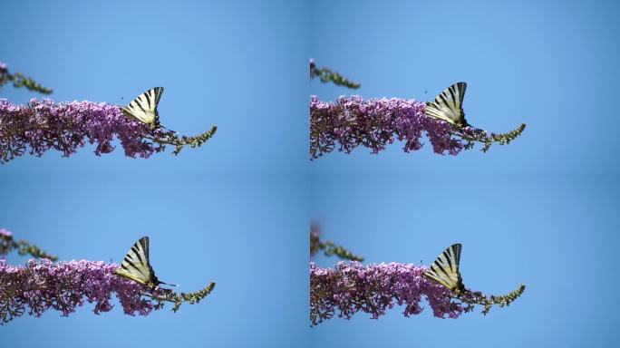 一只普通的黄色燕尾凤蝶，栖息在蝴蝶丛大花菊的花朵上。特写，慢镜头