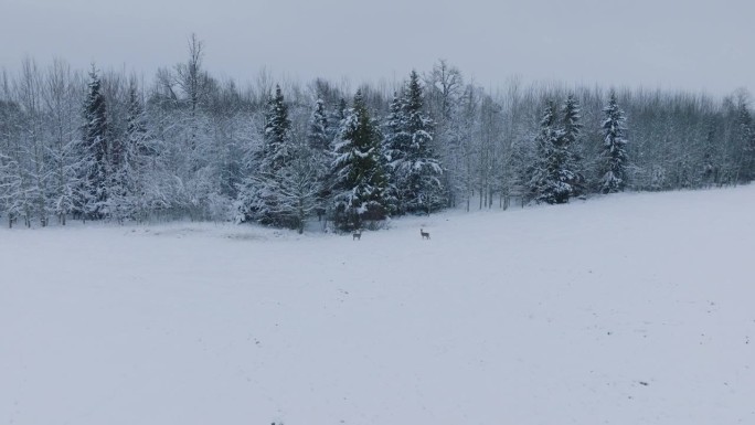 鸟瞰图欧洲狍(Capreolus Capreolus)在积雪覆盖的田野上，阴天的冬日，广角无人机拍摄