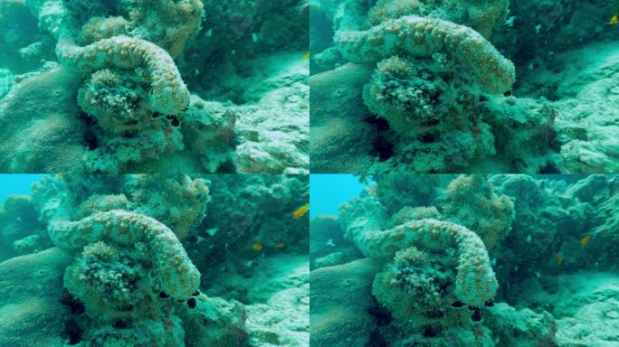 海洋、珊瑚和海参在水下躺在礁石上进行伪装或伪装。蠕虫，动物或长水生生物在慢动作移动，太平洋或海葵活的