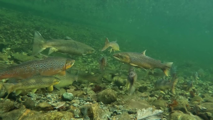 一群野生鳟鱼、大西洋鲑鱼在挪威河的浅池里游泳