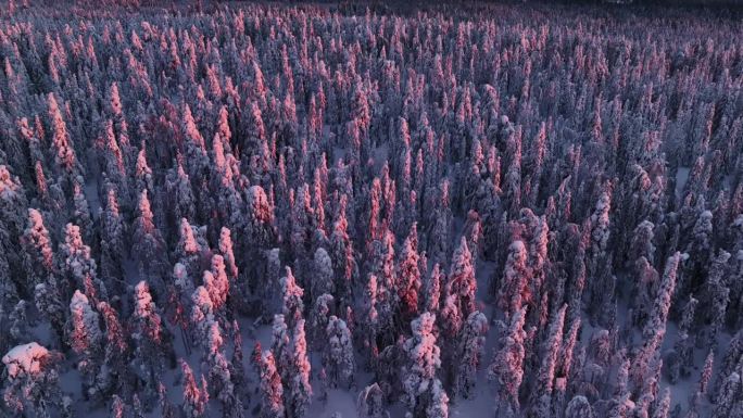 无人机在淡紫色和粉红色的雪域森林中盘旋，拉普兰的日落引人注目