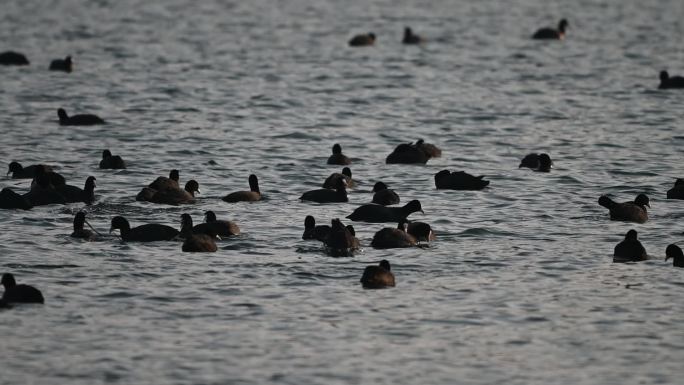 白骨顶鸡野鸭子在湖中游水觅食嬉戏戏水