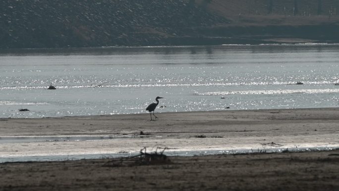 白鹭黄河白鹭一只白鹭鸟在河滩
