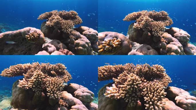 在珊瑚周围游动的小型热带鱼群
