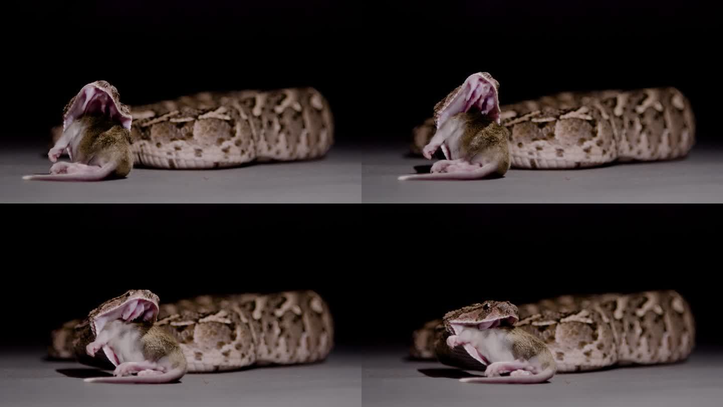 泡芙蝰蛇转头吃老鼠的自然纪录片