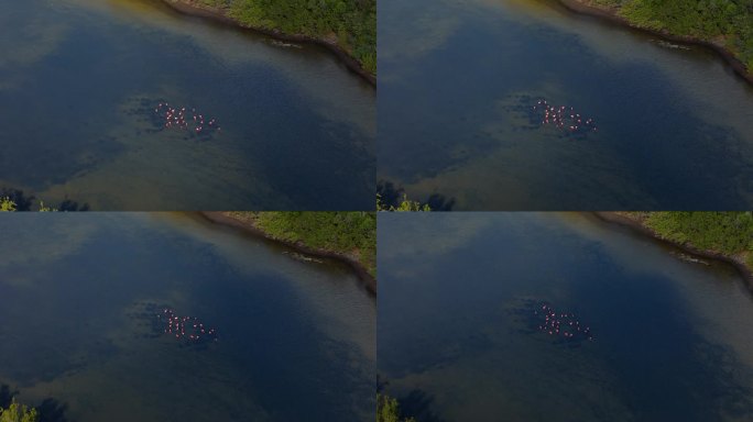 无人机在泥滩池塘中央的火烈鸟群上空飞行，云层掠过