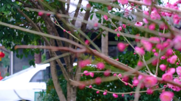 杭州植物园梅花花朵开花春天风景视频素材