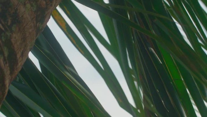 热带棕榈叶在风中轻轻沙沙作响，电影般的，浅景深