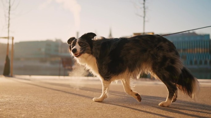 可爱的边境牧羊犬在冬天早晨走在城市的路上，嘴里冒着蒸汽的SLO MO侧视图跟踪镜头
