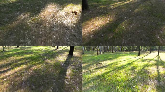 速度在松林中移动森林穿梭森林航拍镜头移动