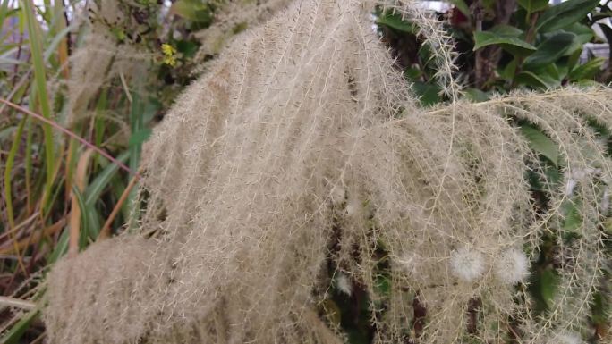 枯萎芦苇植物实拍