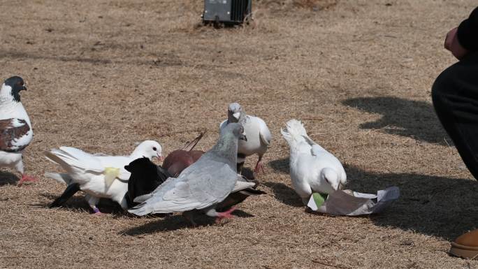 鸽子喂鸽子广场鸽子和平鸽游客喂食
