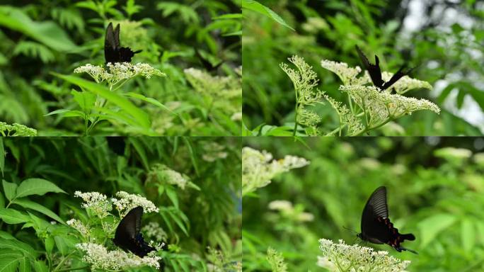 4k蝴蝶采蜜野外特写实拍