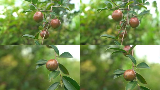 茶果 茶籽 茶树籽 茶树果 茶叶籽