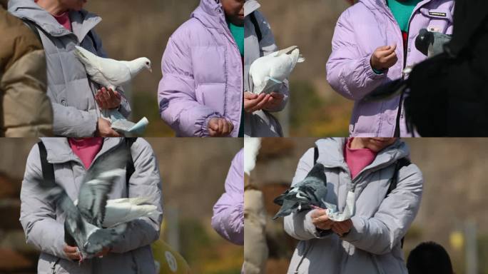 鸽子喂鸽子广场鸽子和平鸽游客喂食
