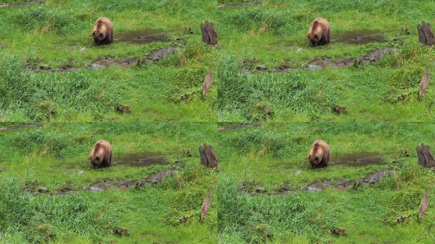 棕熊在阿拉斯加的一个小池塘里吃草