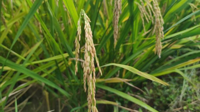 农业种植水稻实拍