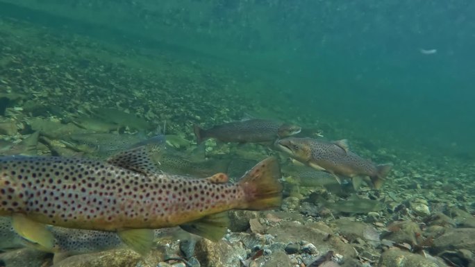 冬季，野生大西洋鲑鱼和鳟鱼在挪威河平静的河段徘徊