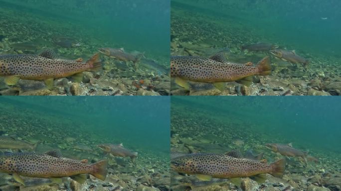 冬季，野生大西洋鲑鱼和鳟鱼在挪威河平静的河段徘徊