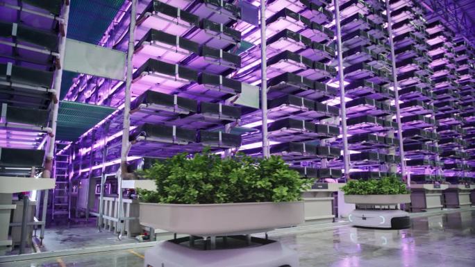 自主机器人垂直农业物流仓库:农场机器人运输可持续种植的有机蔬菜。人工智能控制水培系统自动零售仓库中的