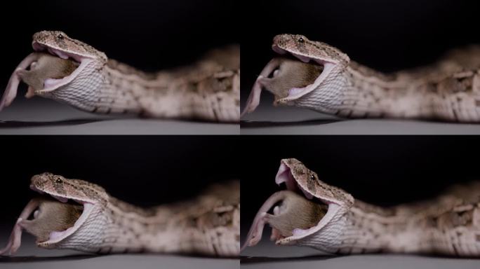 黑底自然纪录片中，泡芙蝰蛇吃啮齿动物