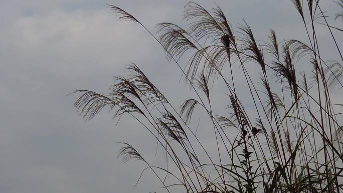 枯萎芦苇植物实拍