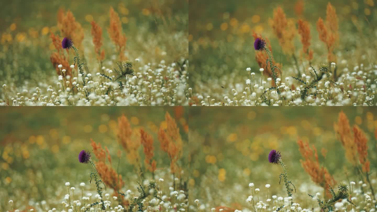 深紫色的蓟花被微小的花朵和枯萎的杂草包围在夏天的田野里。视差视频。散景背景。