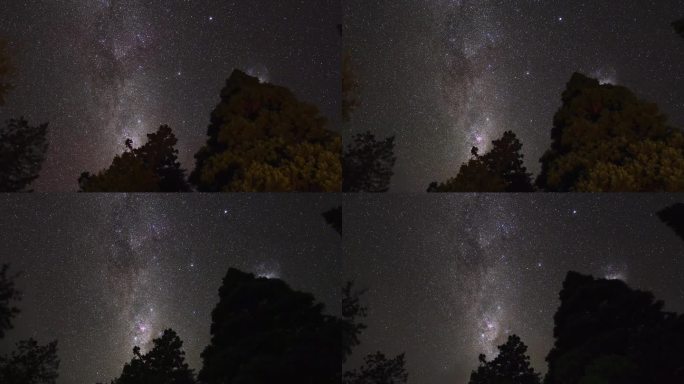 星星从新西兰金斯敦湖的一些树上升起