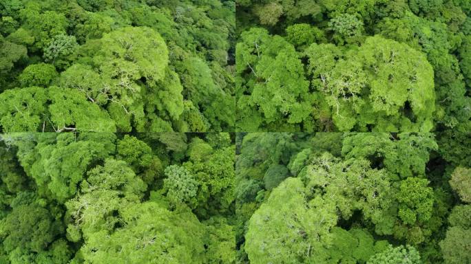 航拍照片环绕着墨西哥茂密的绿色森林树冠。