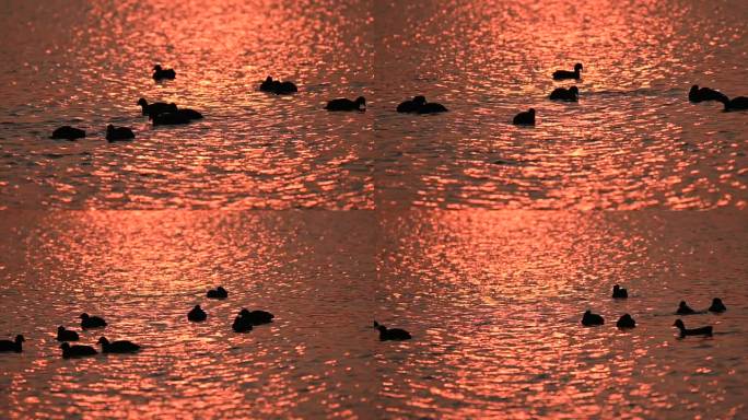 白骨顶鸡野鸭子在湖中游水觅食嬉戏戏水