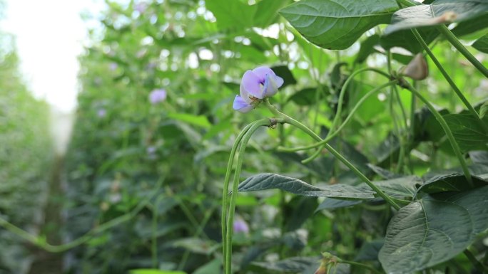 菜地生长的长豆植物